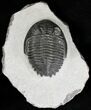 Bargain Hollardops Trilobite - Mount Issoumour #17835-3